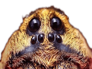 Spindlar i Örnsköldsvik